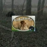 Gun-Dog-Forum