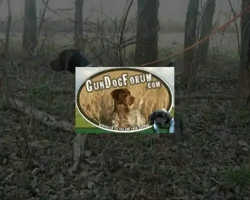Gun-Dog-Forum
